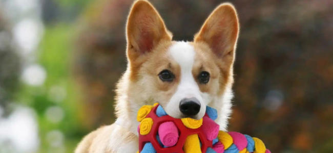 寵物用品品牌定位公司有哪些